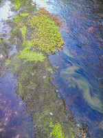 Nature's Palette