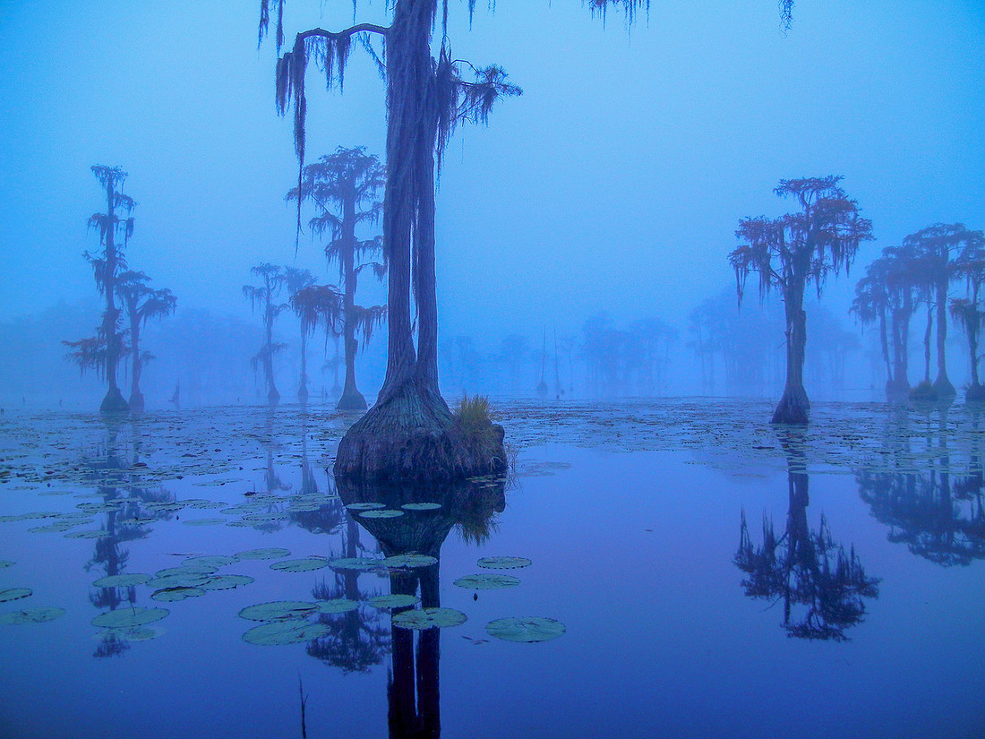 Blue Bayou