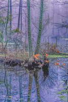 Moss Neck Morning