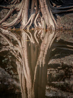 Alapaha Roots