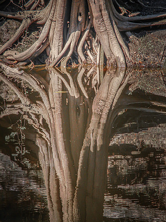 Alapaha Roots
