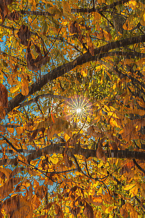 Radiant Autumn Reverie