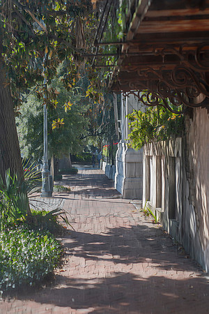 Savannah Serenade