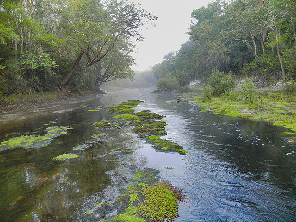 Misty Morning Serenity