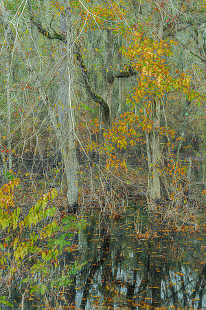 Golden Canopy Serenade