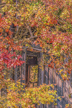 Autumns Embrace of the Millhouse