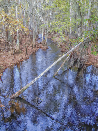 Cypress Veil: Tranquil Blue Stream