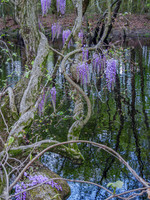 Wisteria Reflections