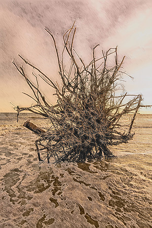 Driftwood Elegance