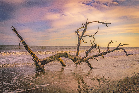 Driftwood Serenity