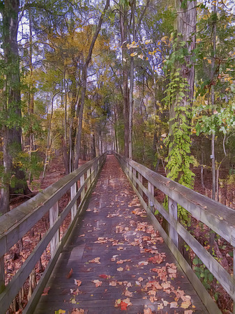 Autumn's Path: A Journey Through Fall Colors