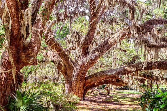 Majestic Oak's Serenade