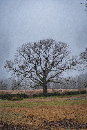 Solitary Oak in Morning Hush