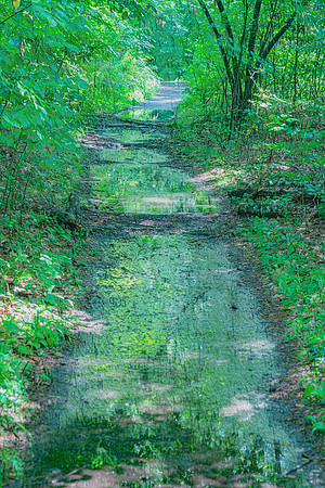 Enchanted Forest Path
