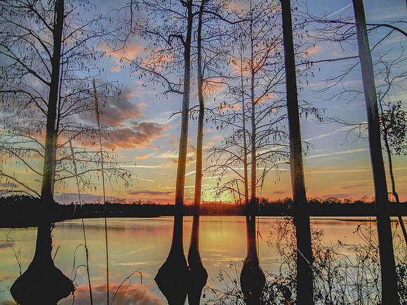 Twilight Through the Cypress