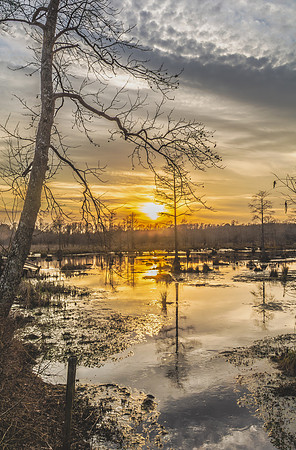 Golden Marsh Sunrise