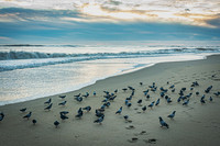 Flock of Birds on the Shore