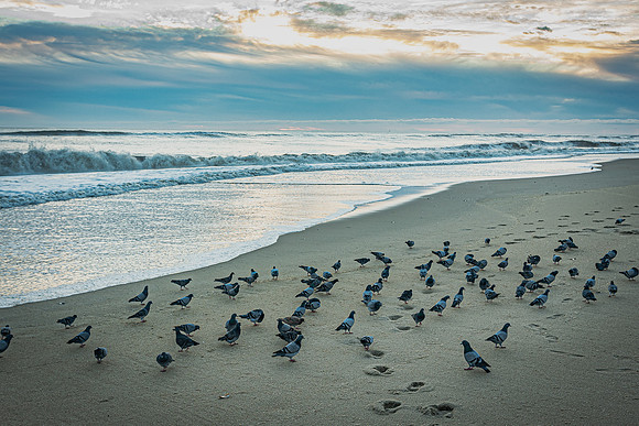 Flock of Birds on the Shore