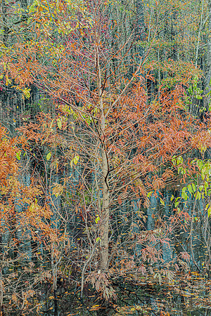 Standing Tall in Autumn