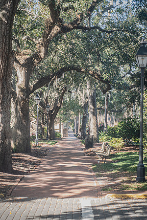 Oak-Lined Path in Savannah
