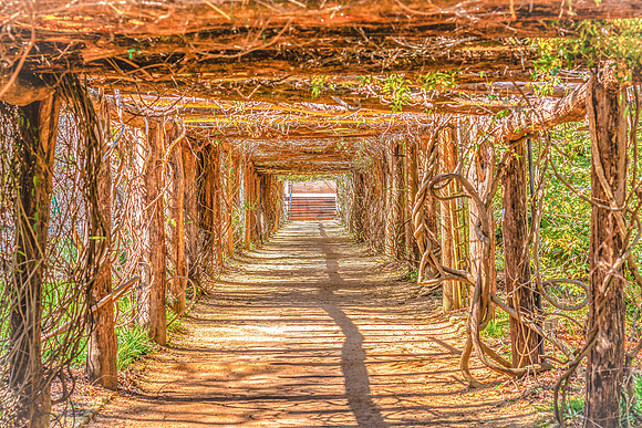 UNC Pergola Tunnel