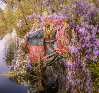 A shawl dancer in motion overlaid with wisteria blossoms, symbolizing grace, resilience, and harmony with nature.